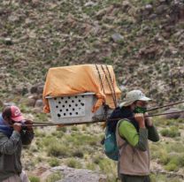 Rescataron un c&oacute;ndor andino en los cerros de Salta