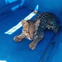 Volvió a su hábitat el ocelote que había sido atropellado en Orán