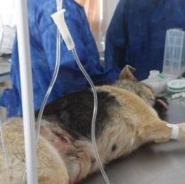 Se reanudan los trabajos de castraci&oacute;n gratuita en Salta