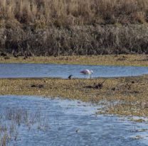 Se viene una observación de aves en el Parque del Bicentenario