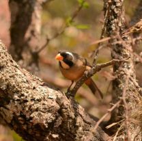 Salteños podrán participar de un relevamiento de aves en el Parque del Bicentenario