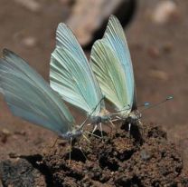 Invasi&oacute;n de pirpintos en Salta