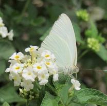 Los pirpintos son los protagonistas del verano salteño