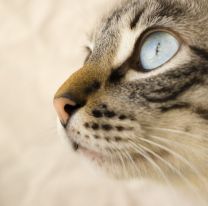Hoy es el Día Internacional del Gato: conocé los beneficios de tener uno en casa
