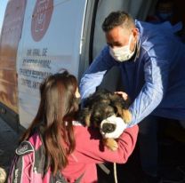 Desde ma&ntilde;ana, castrar&aacute;n mascotas GRATIS en varios barrios de Salta