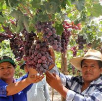 Se viene una nueva edición de la Vendimia en Cafayate