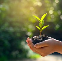 <p>In the hands of trees growing seedlings. Bokeh green Background Female hand holding tree on nature field grass Forest conservation concept</p>
