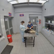 Nuevo día para sacar turno en el Hospital de Mascotas