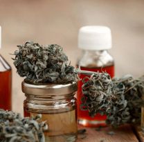 Reglamentaron el registro de autocultivo de cannabis medicinal
