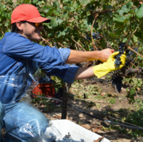Se vive a pleno la vendimia en Cafayate: cómo participar