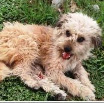 Salteña pide ayuda para poder operar a un perro atropellado