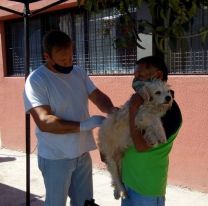 Desde hoy los salte&ntilde;os podr&aacute;n pedir turnos para castrar a sus mascotas