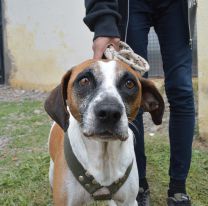 Salteños pueden pedir desde mañana turno para castrar a mascotas