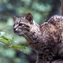 Imágenes de un Gato Montés a más de 2.200 metros sobre el nivel del mar en Salta