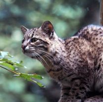 Imágenes de un Gato Montés a más de 2.200 metros sobre el nivel del mar en Salta