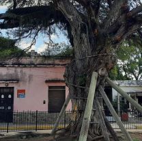Rebrot&oacute; el hist&oacute;rico algarrobo de Campo Santo