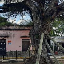 Rebrotó el histórico algarrobo de Campo Santo