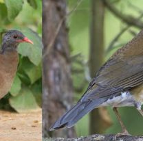 Orán es el segundo departamento con mayor cantidad de especies de aves