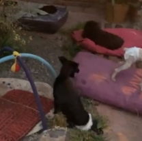 Atienden a perritos abandonados y necesitan ayuda: “No los adoptan”