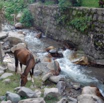 La pandemia de coronavirus ayudó increíblemente al ambiente