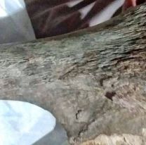 ¿Dinosaurios en Salta?: en Acambuco encontraron restos fósiles de gran tamaño
