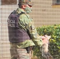 Una comadreja fue rescatada en el patio de una casa cerca del cerro San Bernardo