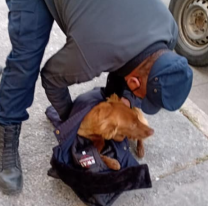 Policías salteños rescataron a un perrito que fue atropellado en el centro