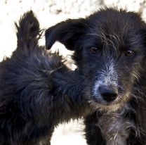 28 de mayo: D&iacute;a del perro sin raza