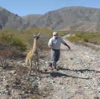 Un guanaco fue herido, se recuperó y volvió a su hábitat natural