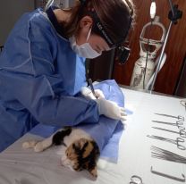 Retoman la atención en los servicios de castración y vacunación antirrábica