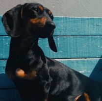 Ofrecen $50 mil pesos de recompensa para encontrar a “Malbec”