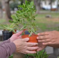 Entregarán plantines en la plaza San Martín de Orán