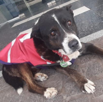 Salteños solidarios abrigan a los perritos de la calle