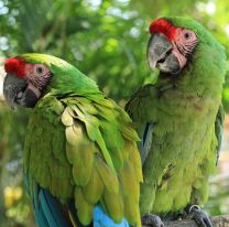 Lograron censar en Salta 161 guacamayos verdes, el último de los grandes loros del país