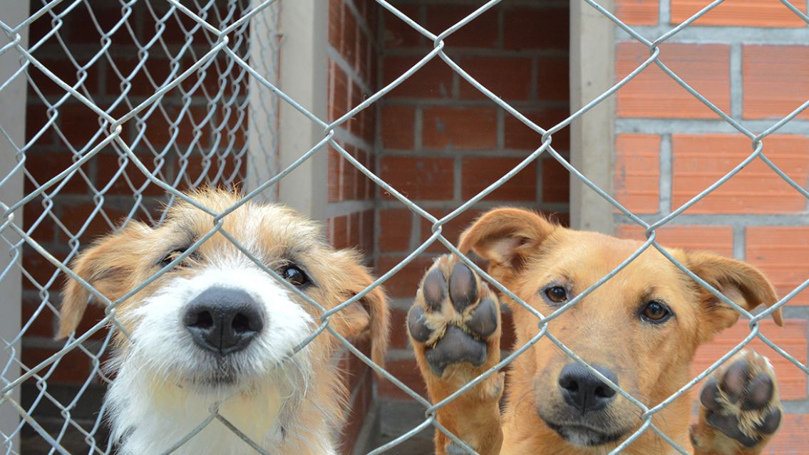Celebrá el &#8220;día del amigo&#8221; con los perritos del Centro de Adopciones