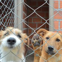 Celebrá el &#8220;día del amigo&#8221; con los perritos del Centro de Adopciones