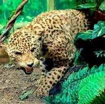 Museo de Ciencias Naturales: conoc&eacute; a los yaguaret&eacute;s, pumas y osos hormigueros de una forma &uacute;nica