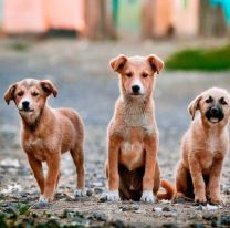 21 de julio: Día Mundial del Perro