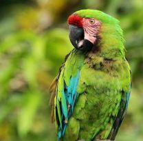 Es oficial el plan para cuidar a m&aacute;s de 130 loros con peligro cr&iacute;tico en Salta