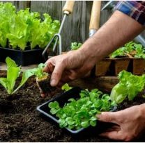 &iquest;Quer&eacute;s tener tu huerta en casa?: Inscripciones abiertas para el taller online