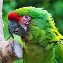 Salta pone en marcha el Plan de Conservaci&oacute;n del Guacamayo Verde