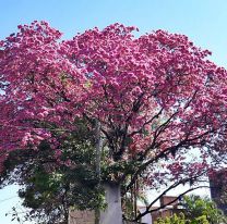 Los lapachos rosados se adelantaron y están floreciendo