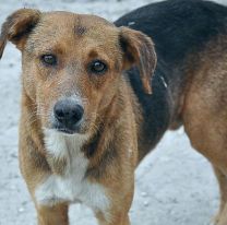 Hoy se celebra el D&iacute;a Mundial del Perro Callejero