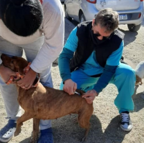 Sigue la campaña de vacunación antirrábica en la ciudad