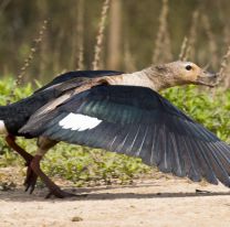 Encontraron a “un ganso del monte”, ave que se creía extinta en Salta
