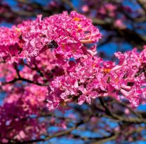 Septiembre en flor en Salta: conocé la leyenda del lapacho