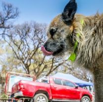 Convocan a proteccionistas y voluntarios para cuidar e identidficar a los “perritos del milagro”