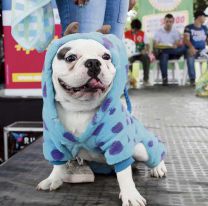 El Centro ?Matías Mansilla? recibirá la primavera con un desfile de animales