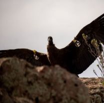 Un c&oacute;ndor rescatado en Salta fue parte de la liberaci&oacute;n m&aacute;s grande de Argentina