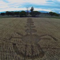Aparecieron extraños círculos en un campo de Chicoana
